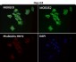 Anti-alpha Tubulin TUBA1B Rabbit Monoclonal Antibody